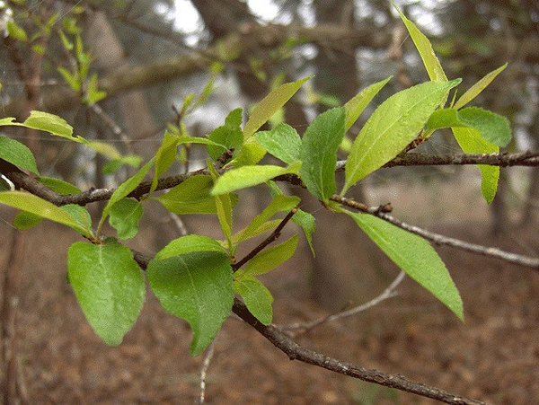 Prunus angustifolia