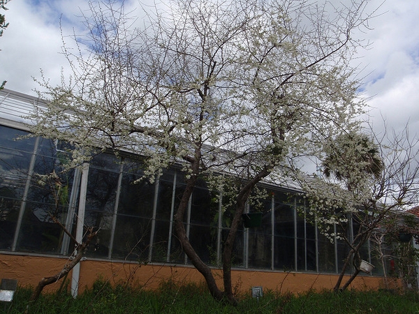Prunus angustifolia