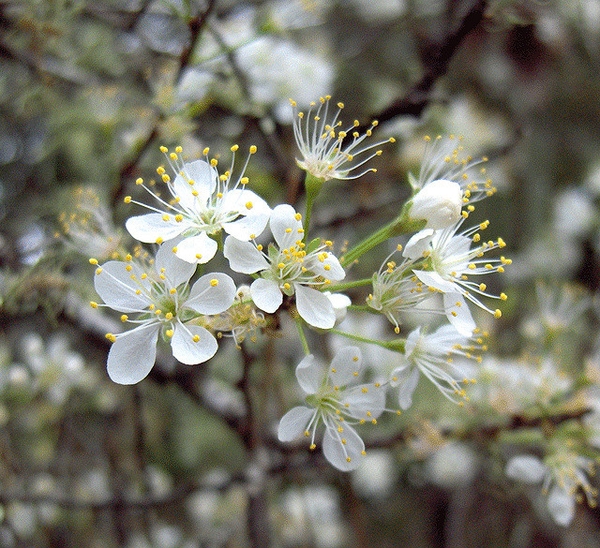 Prunus angustifolia