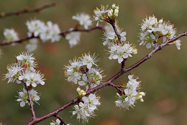 Prunus angustifolia