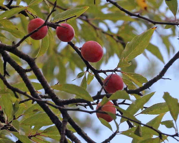 Prunus angustifolia