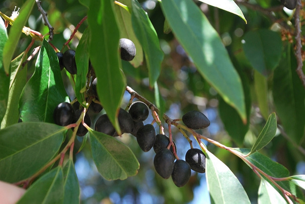 Prunus caroliniana