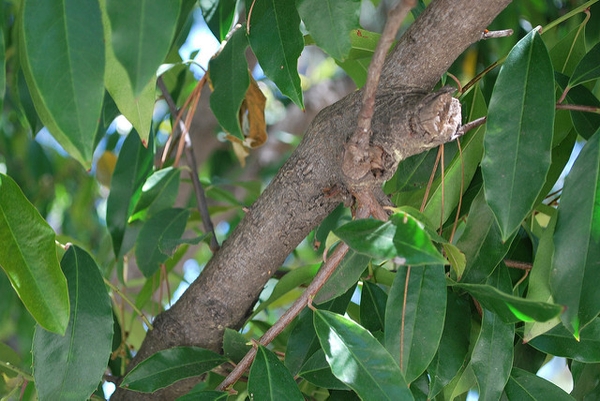 Prunus caroliniana