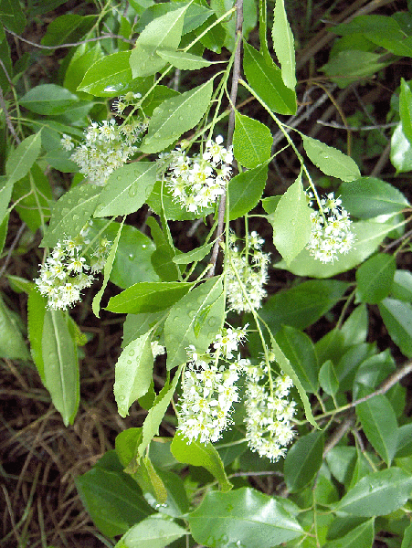 Carolina Cherry Laurel Flowers