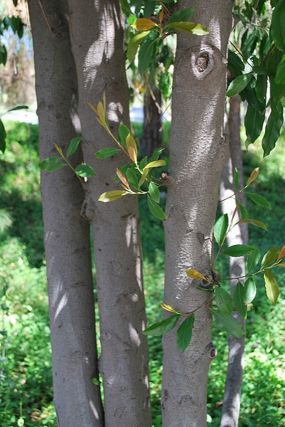 Prunus caroliniana