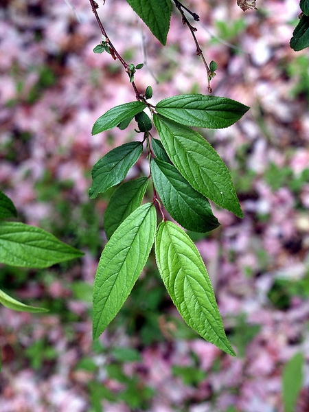 Prunus glandulosa