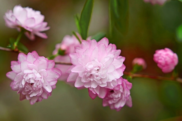 Prunus glandulosa