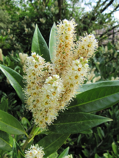 Erect racemes of white flowers held above glossy foliage.