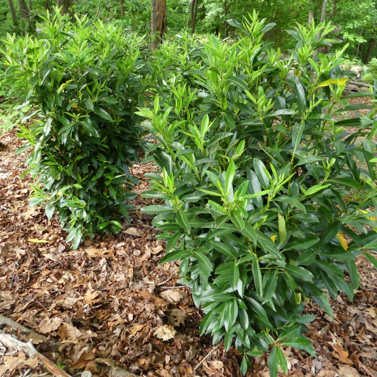 Planted in a small grouping, Haywood County, NC - Summer