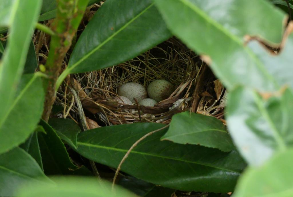 Provide cover for birds like this Eastern towhee nest.