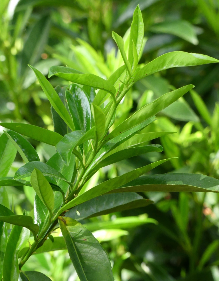 New growth, alternate leaf attachment.