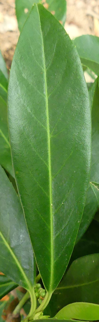 Leaf close up