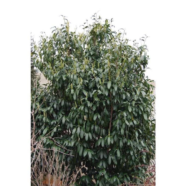 Upright, dense shrub with large leaves.