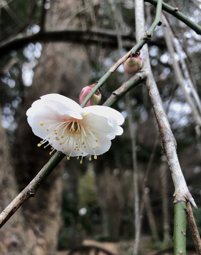 Prunus mume