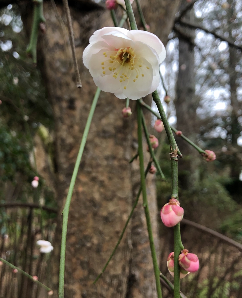 Prunus mume