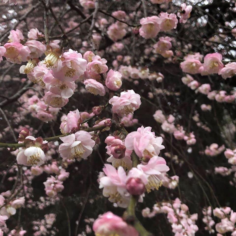 Prunus mume