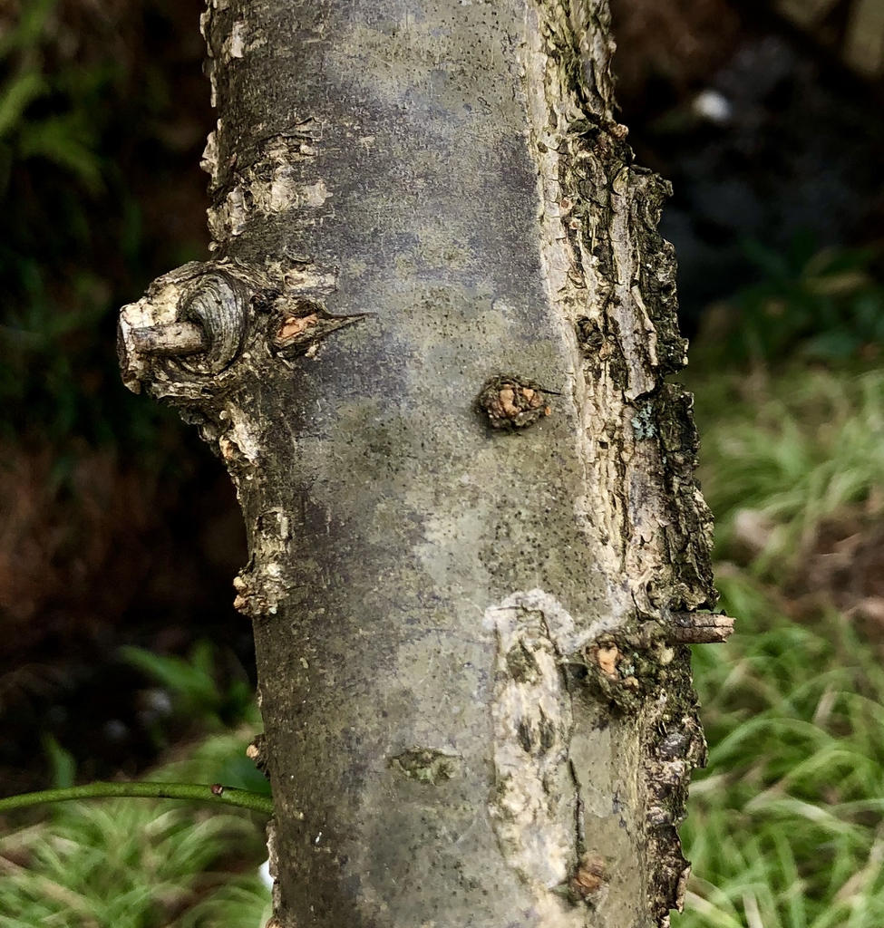 Prunus mume