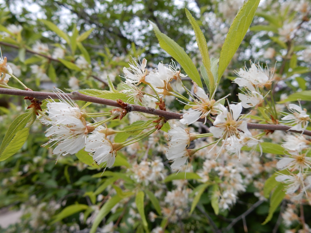 Flowers and leaves