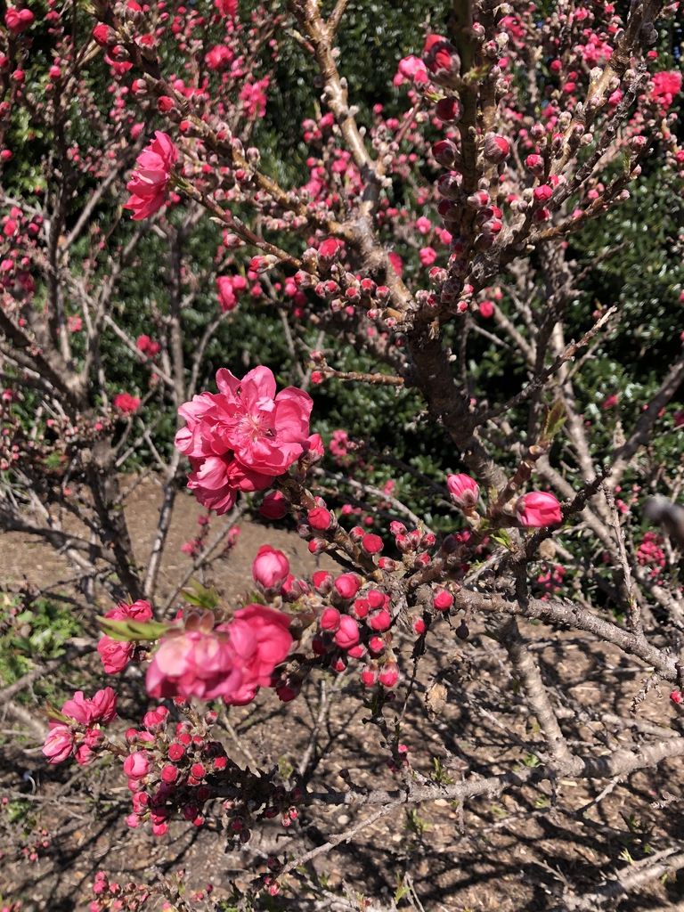 'Dwarf Double Red' Form - Wake Co., NC