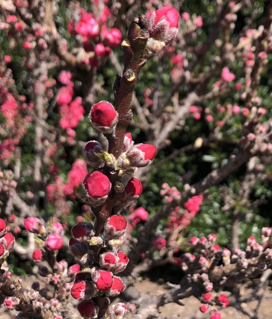 'Dwarf Double Red' Flower bud - Wake Co., NC