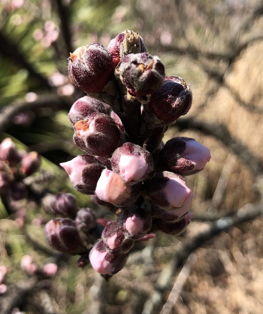 'Dwarf Double Red' Flower bud - March 14 - Wake Co., NC