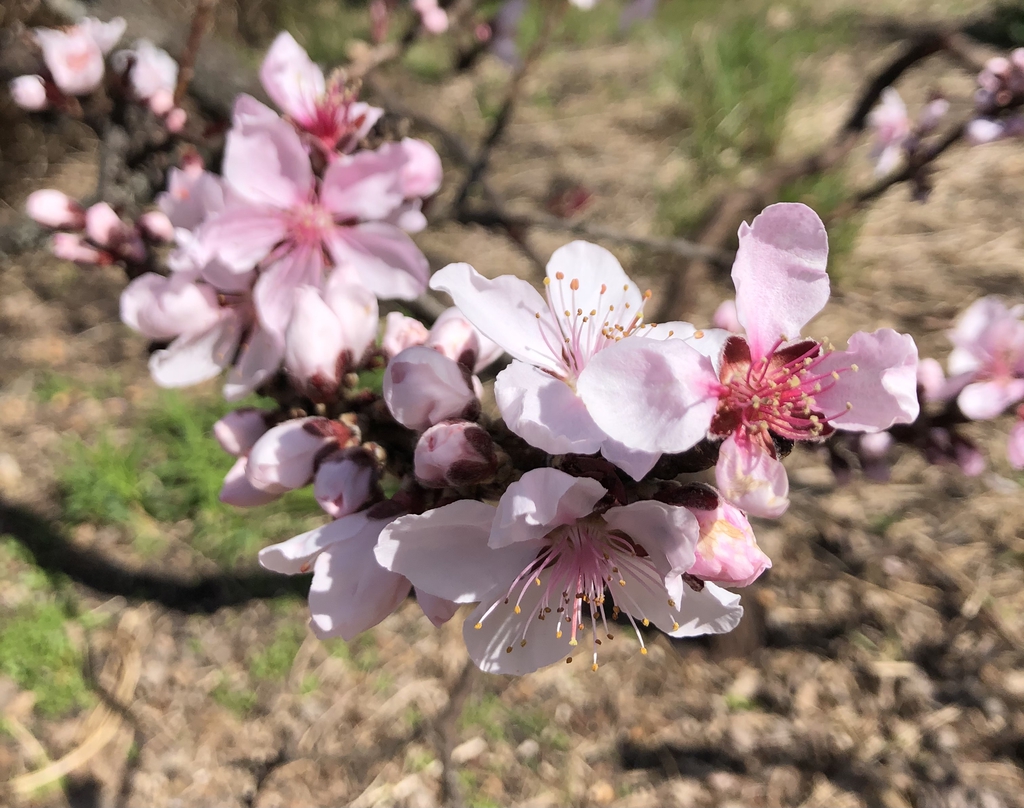 Flower - Early Spring - Wake Co., NC