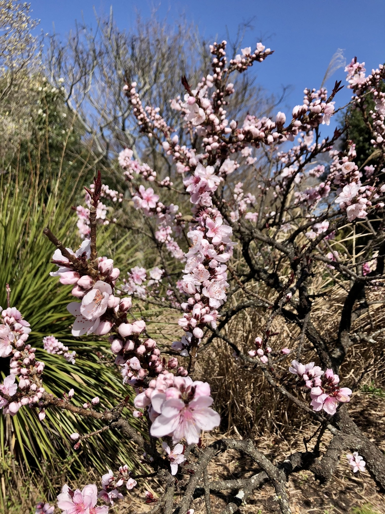 'Bonanza' dwarf Spring Wake County