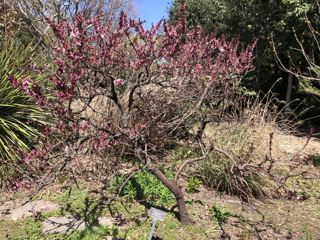 'Bonfire' Form - March - Wake Co., NC