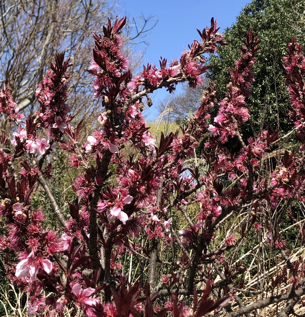 'Bonfire' Flowers - March - Wake Co., NC