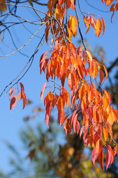 Yellow Orange leaves in Fall
