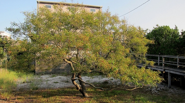 Form