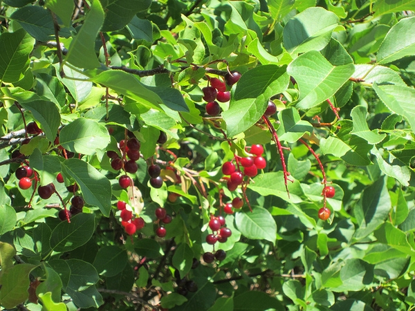 Red berries and green leaves.