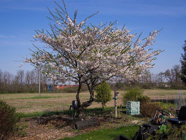 Prunus x yedoensis