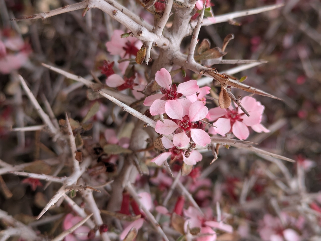 Pink flowers of a wild almond tree