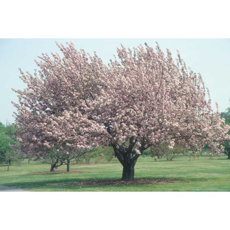 Form in bloom