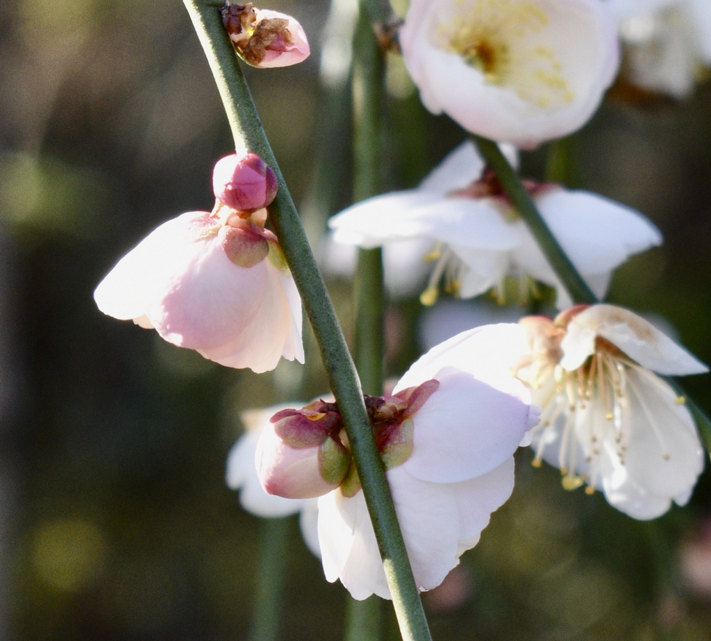 Prunus mume