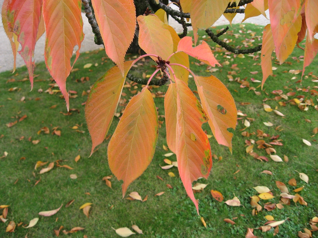 Leaves in fall