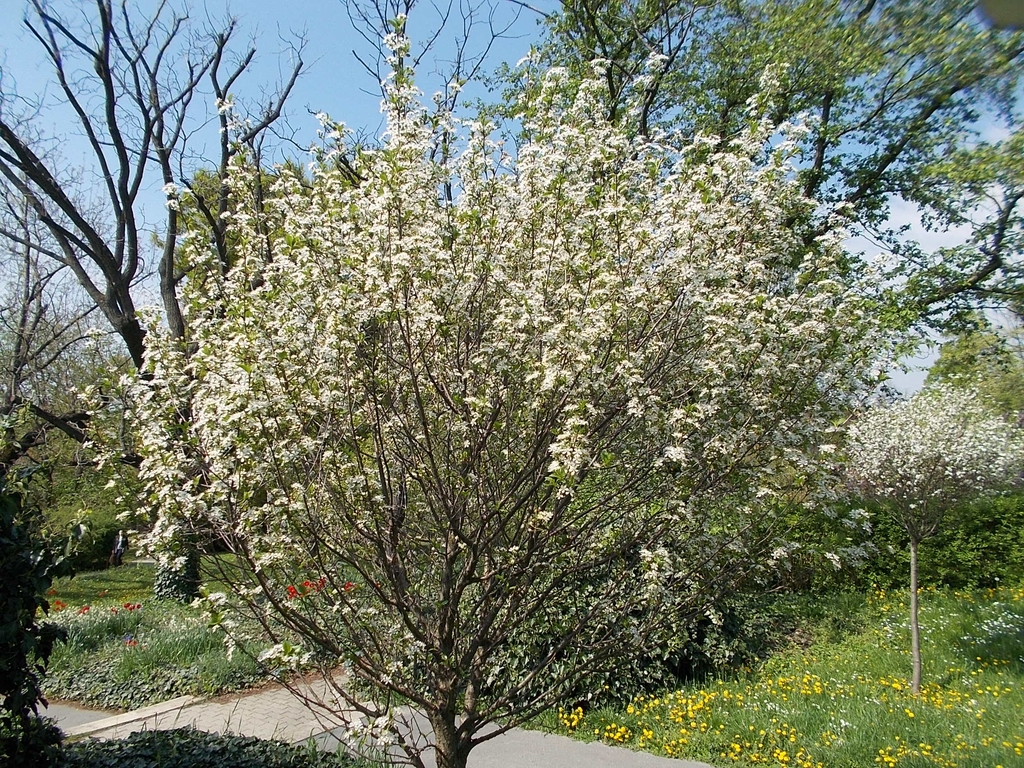 Form in bloom