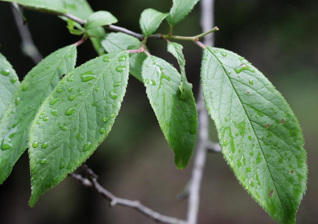 Leaf close-up