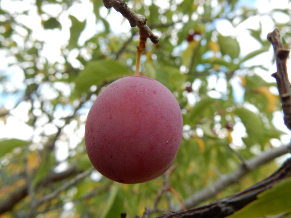 Fruit close-up
