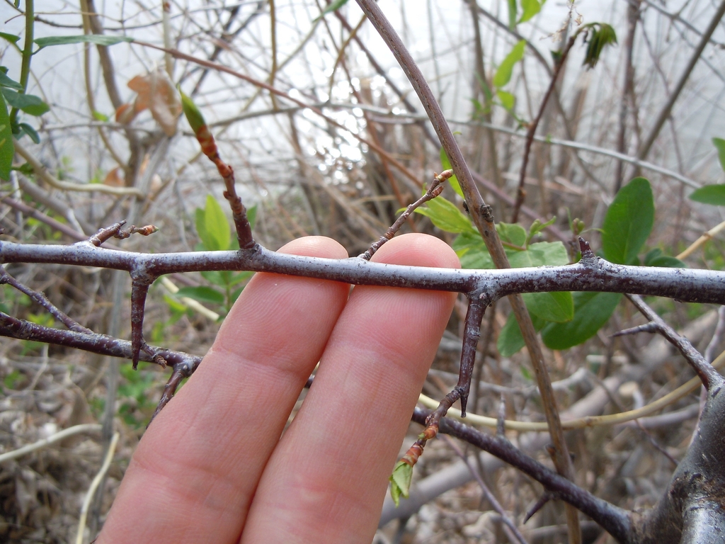 Stem