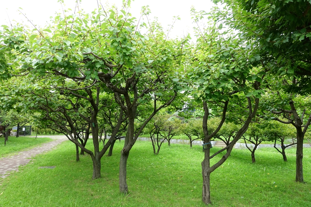 Form in Tokyo