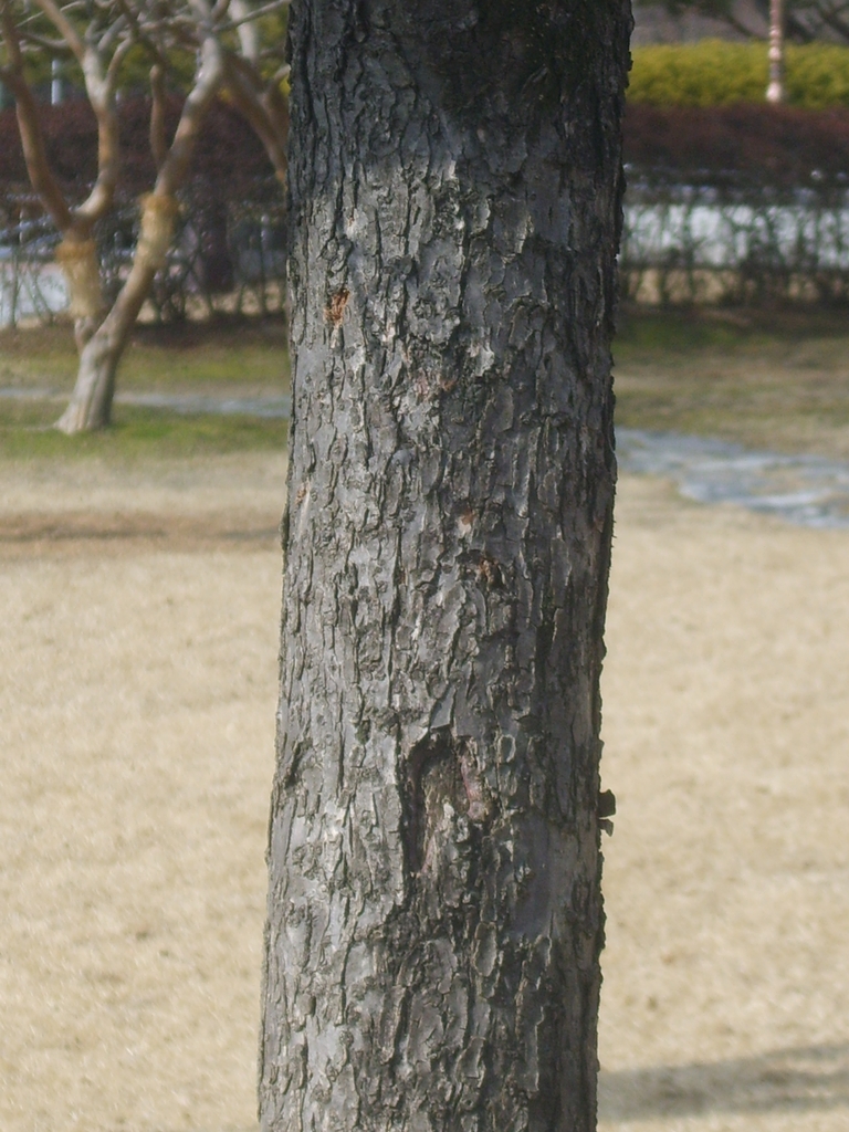 Bark