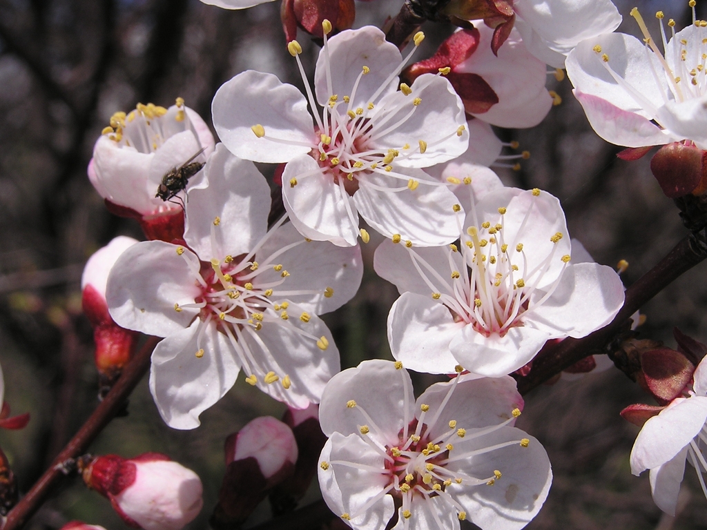 Flower detail