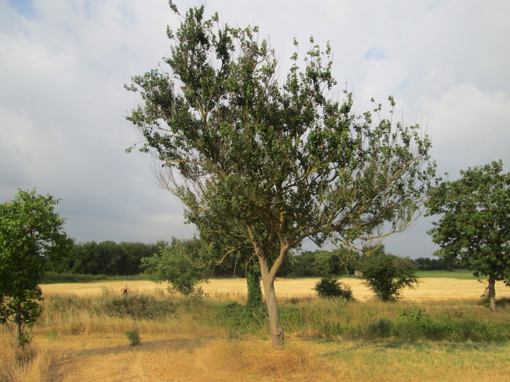 Form in Germany
