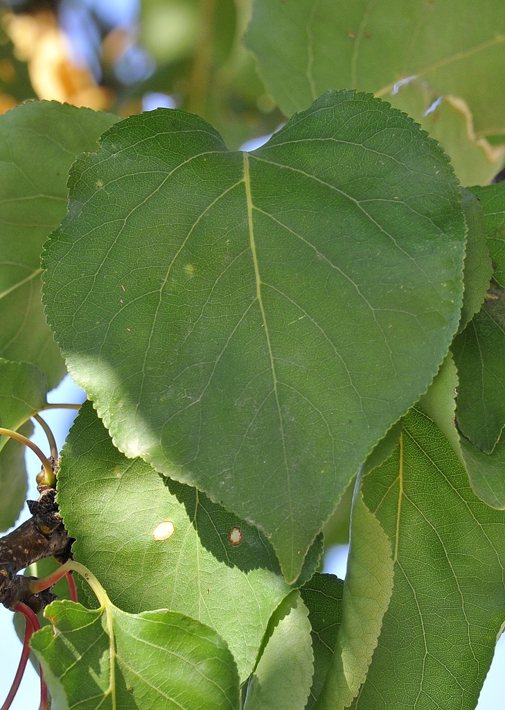 Leaf detail
