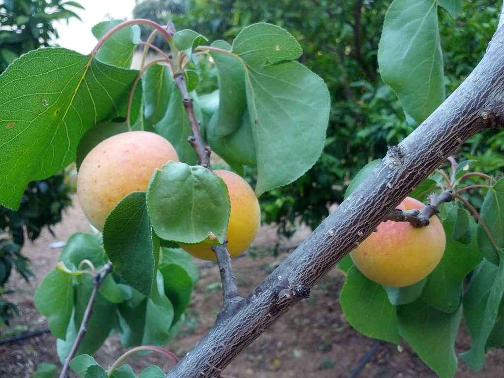 Stem, fruit and leaves