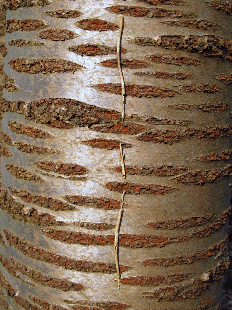Bark