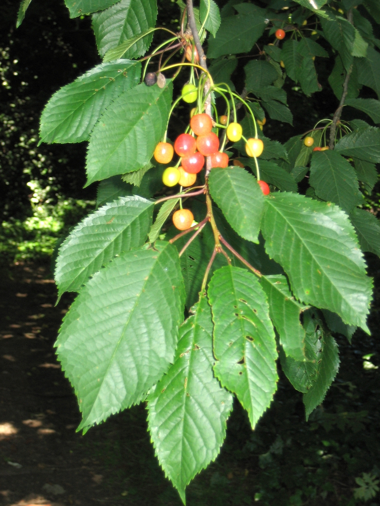 Fruit
