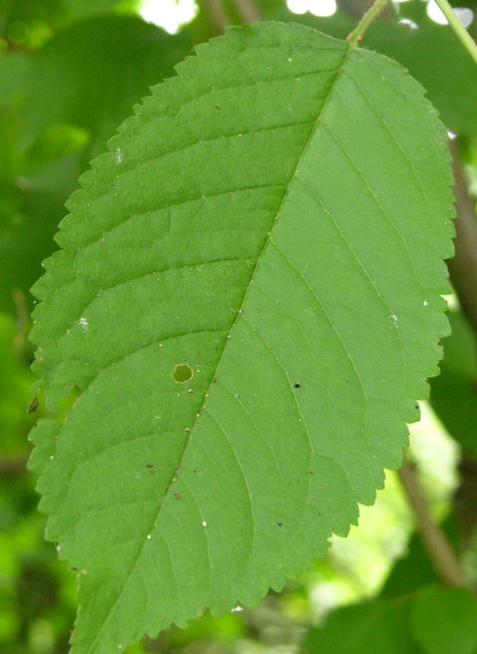 leaf